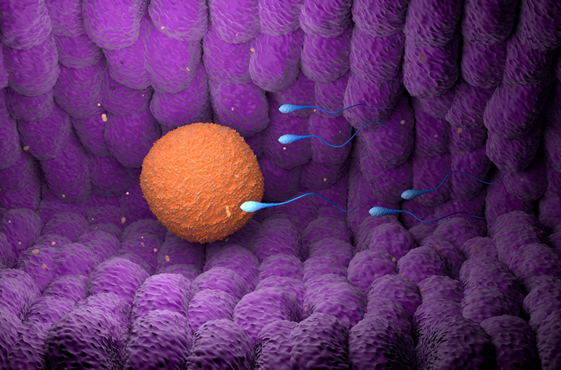 Qué es la fecundación in vitro y diferencia con la inseminación