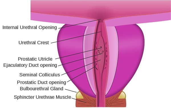 Como-tratar-la-incontinencia-urinaria-de-forma-profesional